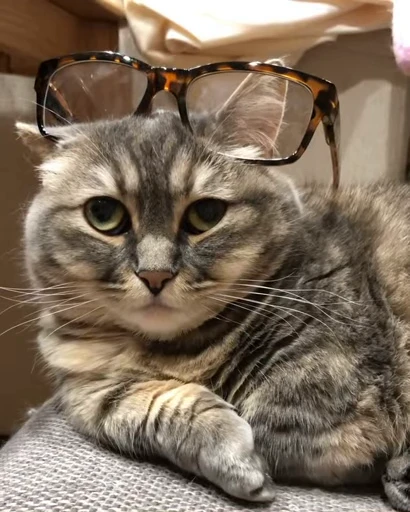 🐈 Стикер «VideoKomaru» для Telegram