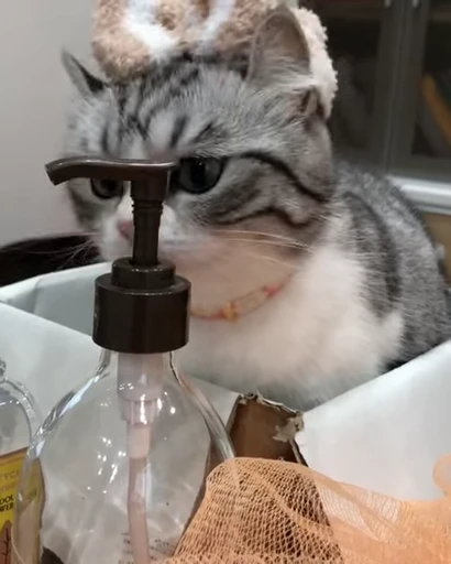 🐈 Стикер «VideoKomaru» для Telegram