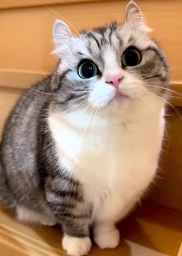 🐈 Стикер «VideoKomaru» для Telegram