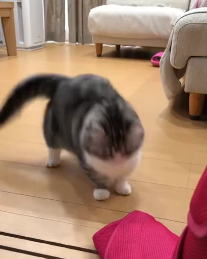 🐈 Стикер «VideoKomaru» для Telegram