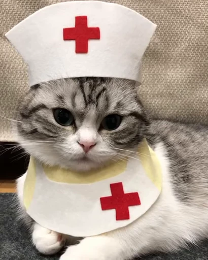 🐈 Стикер «VideoKomaru» для Telegram
