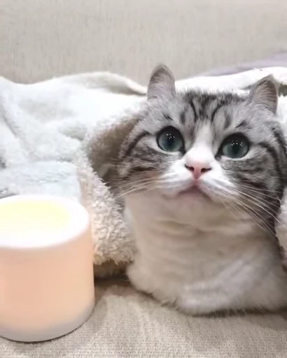 🕯 Стикер «VideoKomaru» для Telegram