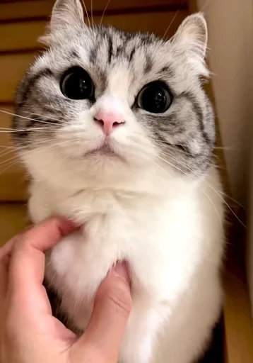 🐈 Стикер «VideoKomaru» для Telegram