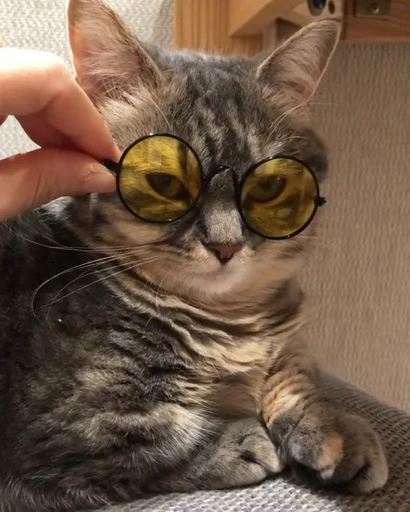 🐈 Стикер «VideoKomaru» для Telegram