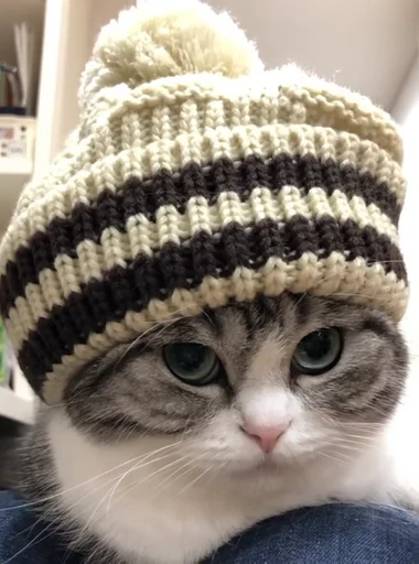 🐈 Стикер «VideoKomaru» для Telegram