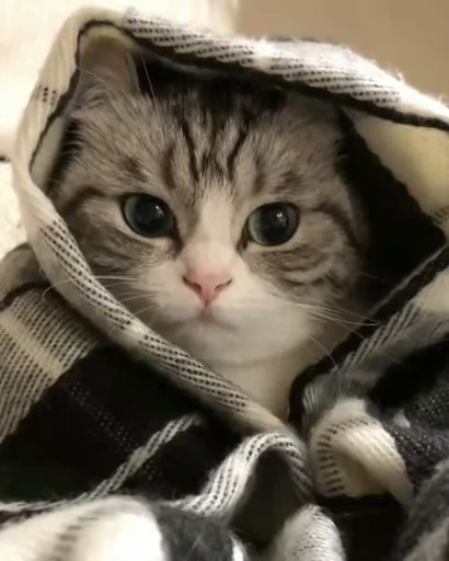 🐈 Стикер «VideoKomaru» для Telegram