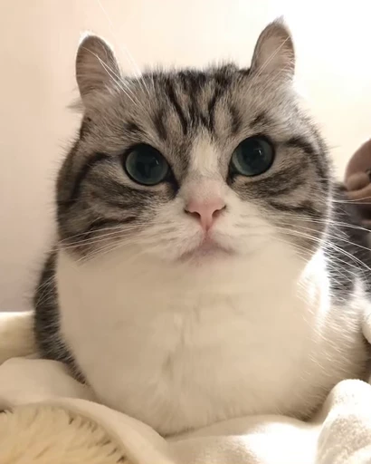 🐈 Стикер «VideoKomaru» для Telegram