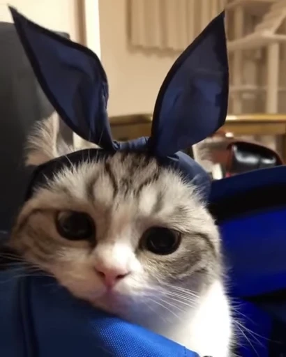 🐈 Стикер «VideoKomaru» для Telegram