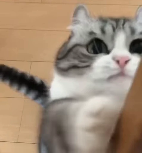 🐈 Стикер «VideoKomaru» для Telegram