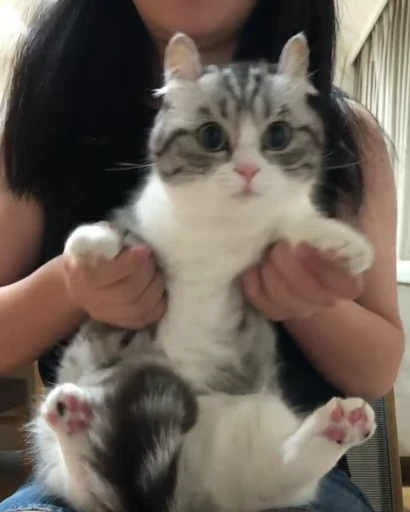 🐈 Стикер «VideoKomaru» для Telegram