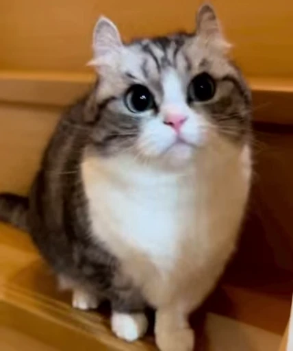 🐈 Стикер «VideoKomaru» для Telegram