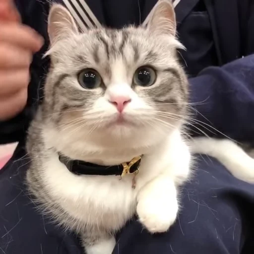 🐈 Стикер «VideoKomaru» для Telegram