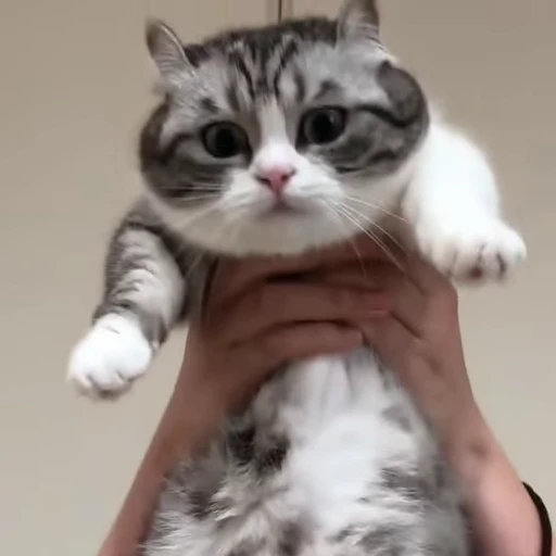 🐈 Стикер «VideoKomaru» для Telegram