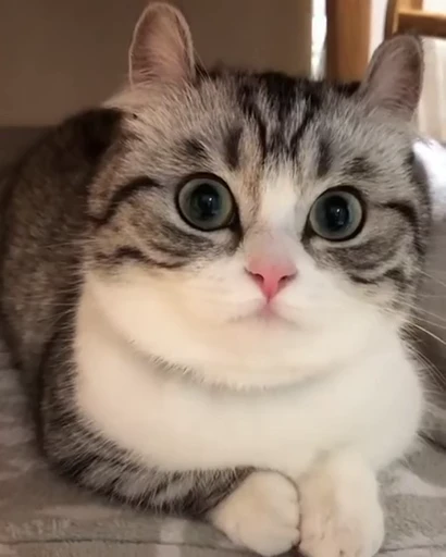 🐈 Стикер «VideoKomaru» для Telegram