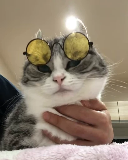 🐈 Стикер «VideoKomaru» для Telegram