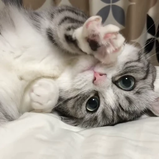 🐈 Стикер «VideoKomaru» для Telegram
