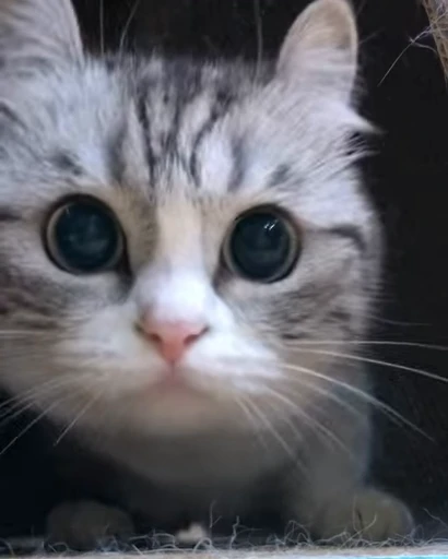 🐈 Стикер «VideoKomaru» для Telegram