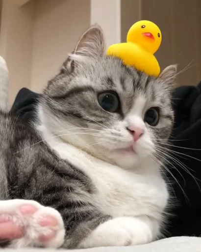 🦆 Стикер «VideoKomaru» для Telegram