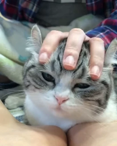 🐈 Стикер «VideoKomaru» для Telegram