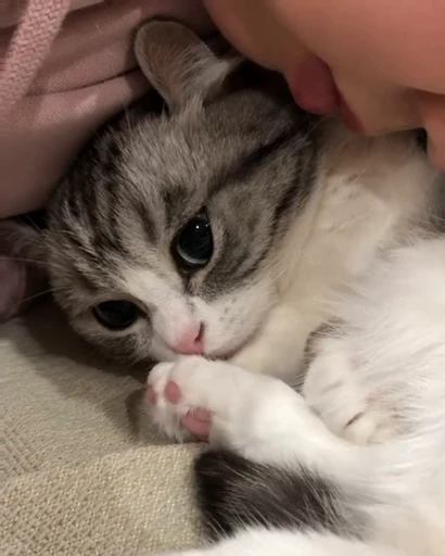 🐈 Стикер «VideoKomaru» для Telegram