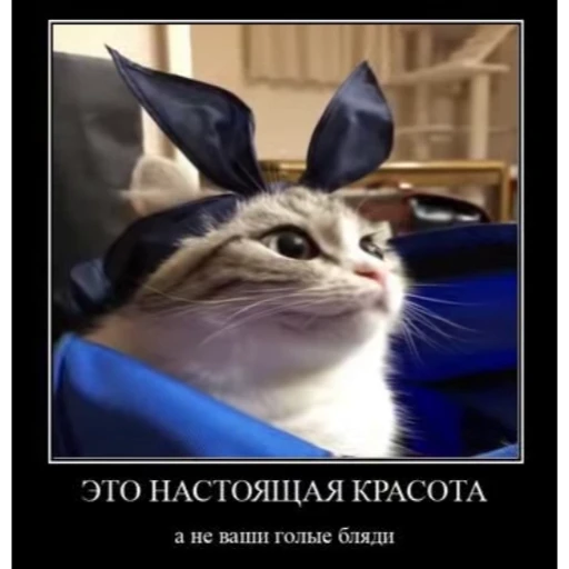 🤿 Стикер «Мемы с котиками» для Telegram