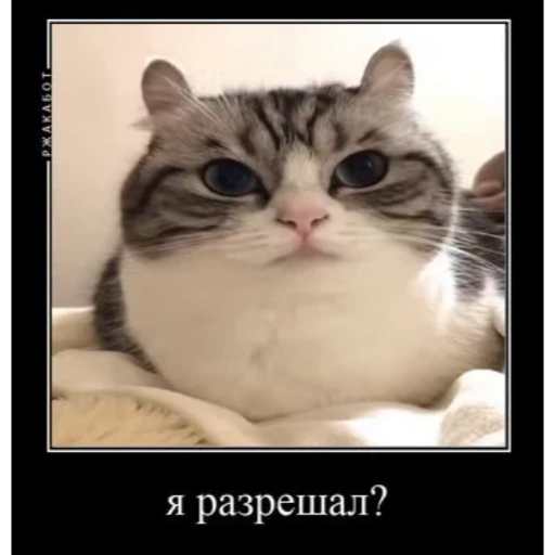 🤿 Стикер «Мемы с котиками» для Telegram