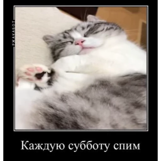 🤿 Стикер «Мемы с котиками» для Telegram