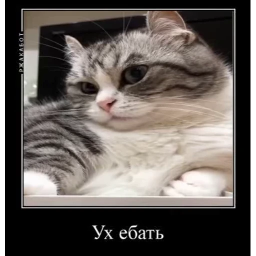 👍 Стикер «Мемы с котиками» для Telegram