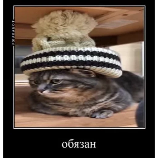 ❌ Стикер «Мемы с котиками» для Telegram