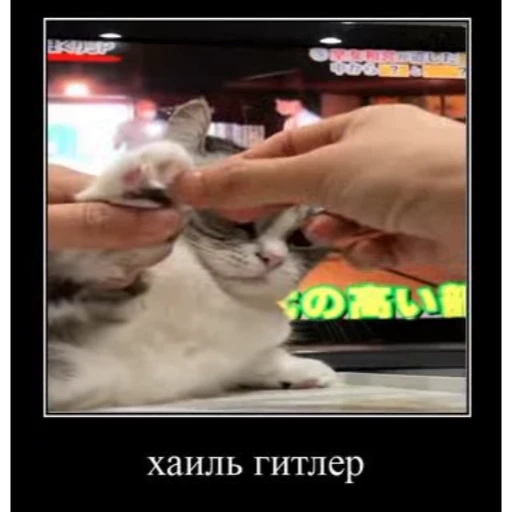 🖐️ Стикер «Мемы с котиками» для Telegram