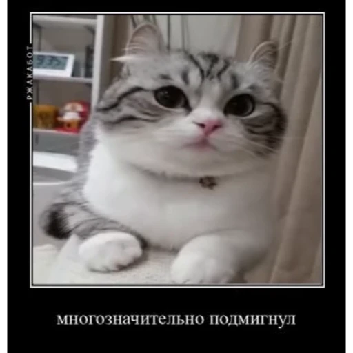 🤿 Стикер «Мемы с котиками» для Telegram