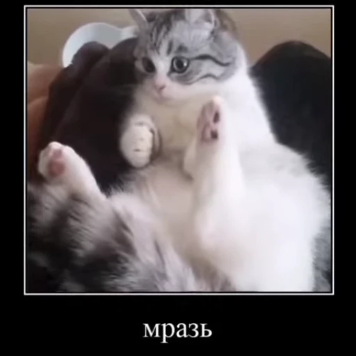🧎 Стикер «Мемы с котиками» для Telegram