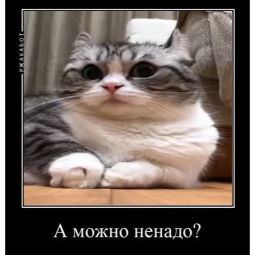 🙃 Стикер «Мемы с котиками» для Telegram