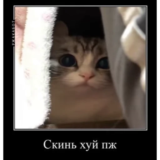 🤿 Стикер «Мемы с котиками» для Telegram