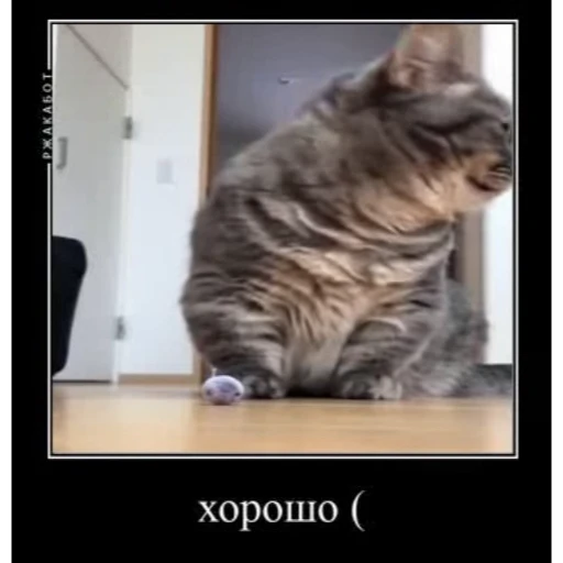 😐 Стикер «Мемы с котиками» для Telegram