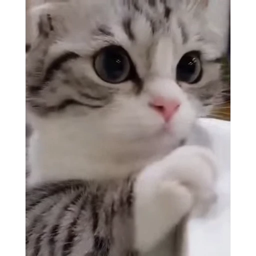🤿 Стикер «Мемы с котиками» для Telegram
