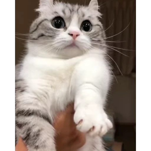 🤿 Стикер «Мемы с котиками» для Telegram