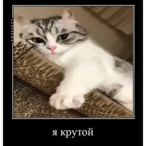 😆 Стикер «Мемы с котиками» для Telegram
