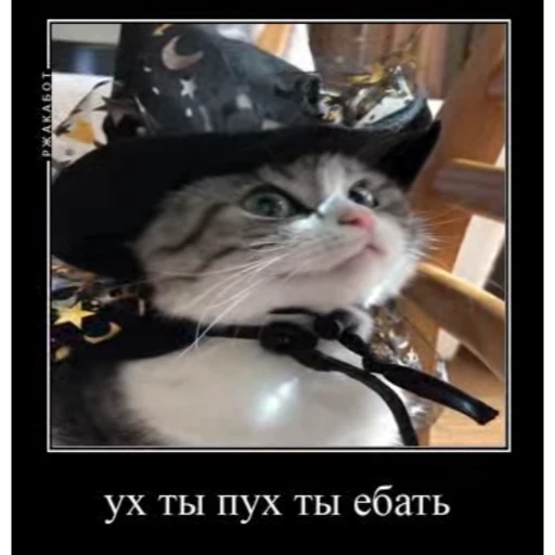 🤿 Стикер «Мемы с котиками» для Telegram