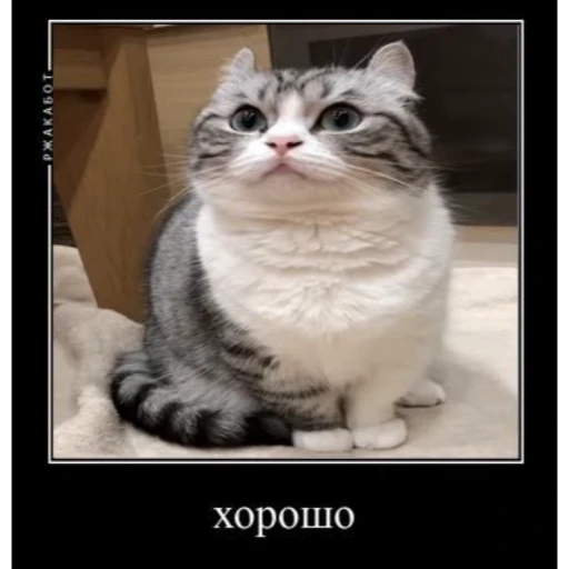 👌 Стикер «Мемы с котиками» для Telegram