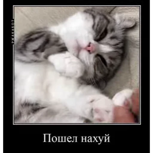 😒 Стикер «Мемы с котиками» для Telegram