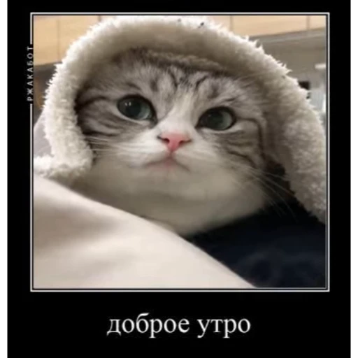 🌄 Стикер «Мемы с котиками» для Telegram