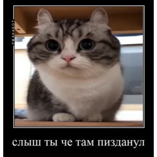🤿 Стикер «Мемы с котиками» для Telegram