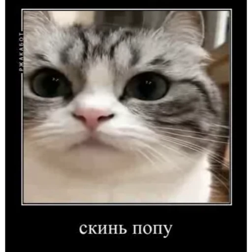 🤿 Стикер «Мемы с котиками» для Telegram