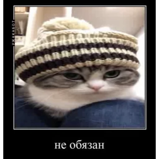 👌 Стикер «Мемы с котиками» для Telegram