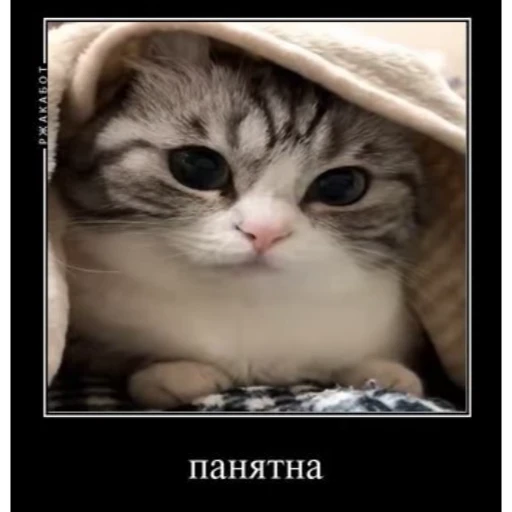 👌 Стикер «Мемы с котиками» для Telegram