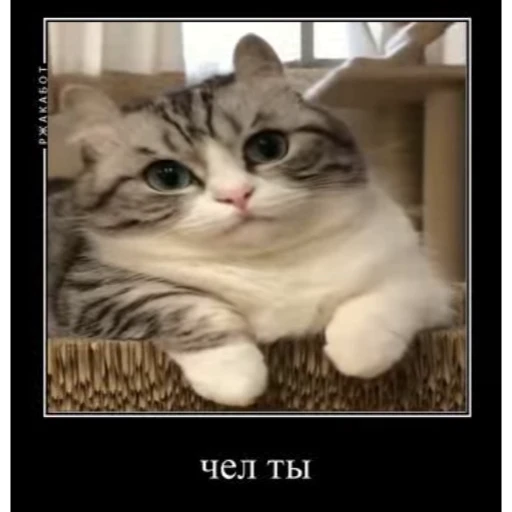 🤿 Стикер «Мемы с котиками» для Telegram