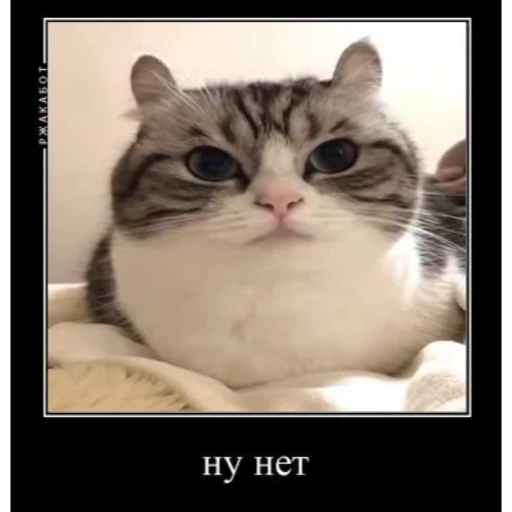 ❌ Стикер «Мемы с котиками» для Telegram