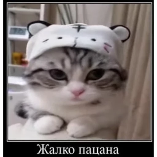 😪 Стикер «Мемы с котиками» для Telegram