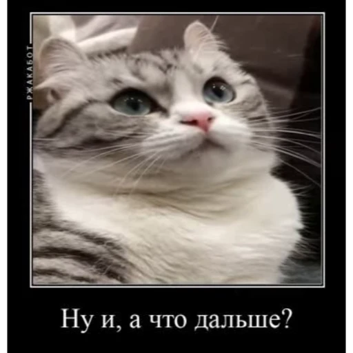 🥸 Стикер «Мемы с котиками» для Telegram